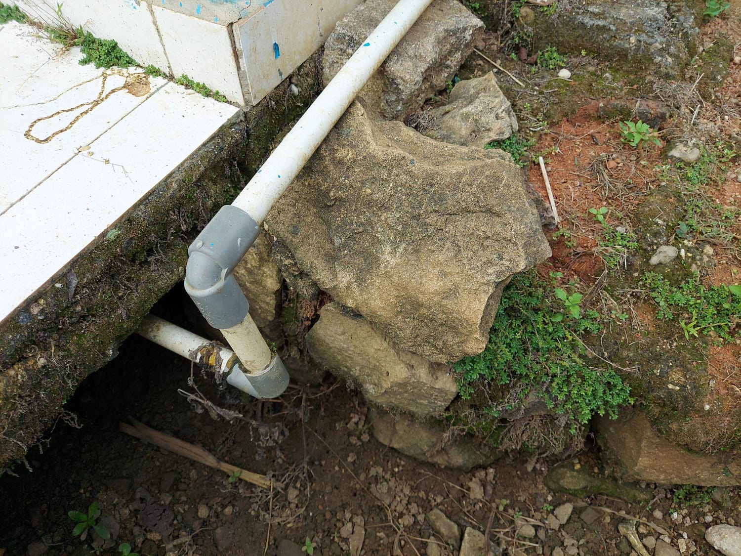 tree-roots-in-sewer-line tree-roots-in-sewer-line